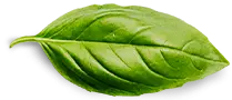 Basil Leaf